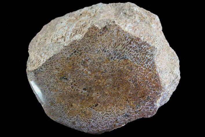 Polished Dinosaur Bone (Gembone) Section - Colorado #72963